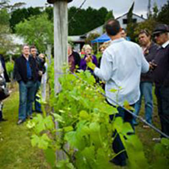 Mount Tamborine Wine Region